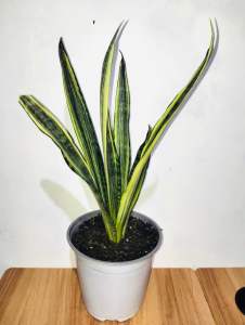 Sansevieria Bantel Sensation