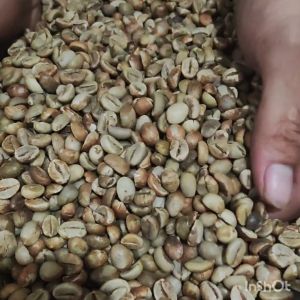 GREEN BEAN / KOPI MENTAH FINE ROBUSTA TEMANGGUNG - 1 KG