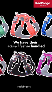 Red Dingo Sport Dog Harness | Lightweight Durable Breathable Mesh - 5 Colours & 5 Sizes (XS-XL)