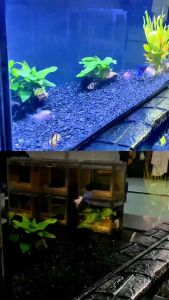 ไฟตู้ปลา Led RGB ปรับสีได้ ไฟตกแต่ง สําหรับตกแต่งตู้ปลา ไฟติดตู้ปลา ปรับสีได้ตั้งแต่ขนาด 40 ขึ้นไป