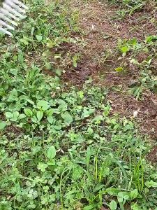 Gardening Hoe Weeding Rake / Garpu Taman / Gulma Garuk Alat Pertanian / ALAT BERKEBUN