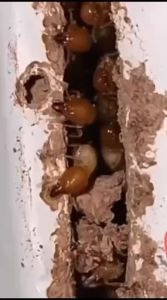 Obat Rayap Paling Ampuh Kemasan 100ml