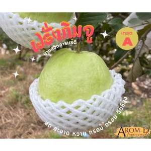 ฝรั่งกิมจู เกรด A สด สะอาด หวาน กรอบ อร่อย vit C สูง ส่งตรงจากเกษตรกร