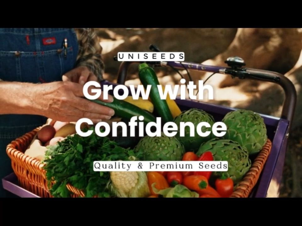 Grass Seeds Collection - Ground Cover Seeds - Grass Seeds Mix Drought Resistant Bermuda Grass Red Fescue Ryegrass Bluegrass Clover Buckwheat Seeds