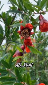 Bibit Delima Merah Jumbo Manis Berbunga Lebat