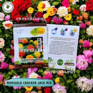 Benih Bibit Bunga Marigold Cracker Jack Mix Haira Seed - MARIGOLD CRACKER JACK MIX