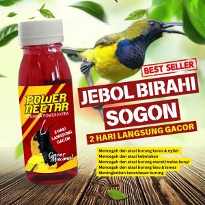 Power Nectar Spesial Kolibri Pleci Sogon Gacor dalam 2 Hari