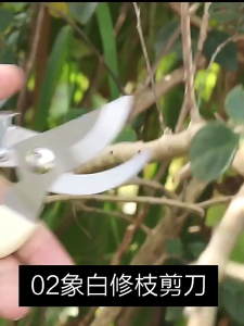 PRUNING SHEARS GUNTING DAHAN BUNGA STEK ALAT POTONG DAHAN / RANTING BUNGA TANAMAN / GUNTING DAHAN POHON TERMURAH TERLARIS