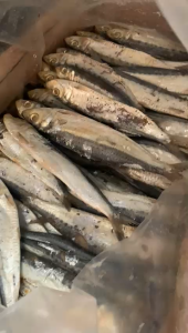 IKAN AISN JAPU SIRO