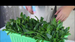 Vegetable Seeds Easy to Grow VEGETABLES SEEDS Fast Germination rate Premium Quality Available Water spinach,Eggplant,Long pepper,Pechay,Tomato,Talong,Sitaw,Carrot,Okra,Onion.Etc.