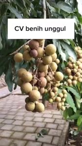 Bibit Kelengkeng New Kristal Super Hasil Okulasi Cepat Berbuah