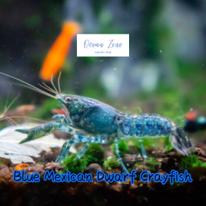 【Ocean Zone】Blue Mexican Dwarf Crayfish (2cm - 3cm) Mini Lobster - 1pc / 2pcs (Live Crayfish with DOA)