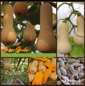 5 BUTIR BIJI/BENIH TANAMAN LABU MADU BUTTERNUTS SQUASH