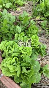 เมล็ดพันธุ์ พริก 100% ออร์แกนิค Non-GMO เกรดพรีเมี่ยม (Organic Chili Seeds) บรรจุ 50 เมล็ด [ซื้อ 5 แถม 1!]