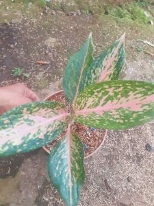 Tanaman Hias Aglonema Silver Bell