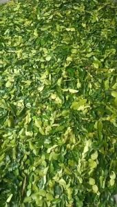 Daun Jeruk Segar Bumbu Masak Bumbu Dapur Alami