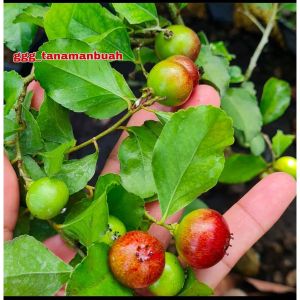 Bibit Cherry Jepang Cangkok Bisa Berbuah Dalam Pot