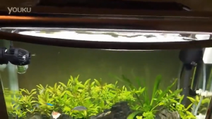 Wave Maker Aquarium Recent Membuat Gelombang Ombak Air Aquarium