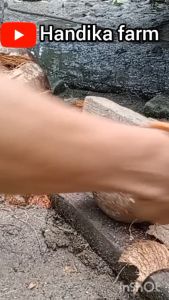 alat buka batok kelapa + pengupas kulit ari kelapa beli pengupas kulit batok kelapa dapet pengupas kulit ari kelapa