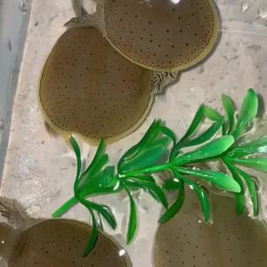 💗🙋♀️💗深水美国角鳖深水小鳖鱼缸宠物吃粪龟佛罗里达白化角鳖小甲鱼苗