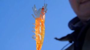 3.5# (4.6inch/22g) Luminous Wooden Shrimp Fishing EGI Squid Jig Lure Artificial Bait