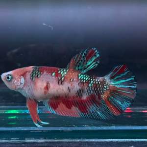 ปลากัดนีโม่ / นีโม่ลายไฟ / กาแล๊กซี่นีโม่ / มัลติคัลเลอร์/ ปลากัดเมทัลลิค metallic / อายุ 3-5 เดือน เลือกตัวได้ ตามรูป มีรัปประกันจัดส่ง