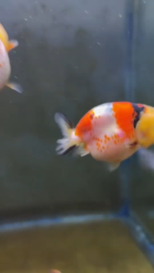 50g Food Koi Amazon Fish Flakes Goldfish Fish Flakes Food Pet Essentials