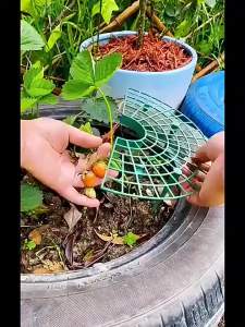 2pcs Strawberry Support Stake Set Strawberry Plant Stakes for Pots.for Supporting Strawberries BerriesSmall Vegetable Plants.