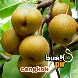 bibit pir cangkok // bibit buah pir bisa di tanam dataran rendah
