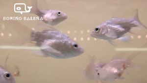 BRBN Platinum Butterfly Koi (Short-Body) - Butterfly Koi - Ikan Butterfly Koi - ShortBody - Aquarium Freshwater Fish / Ikan Air Tawar