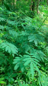 Daun Kaliandra Segar 500 gram / Daun Kali Andra Segar 250 gram 100% Alami