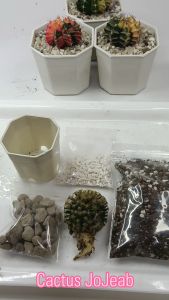 อุปกรณ์ปลูกแคคตัส พร้อมต้นแคคตัส มีวัสดุปลูกครบพร้อมคู่มือ เหมาะสำหรับมือใหม่หัดปลูก