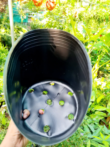 (Sll giá rẻ) 50 chậu nhựa đen C9 (20x16 cm) trồng cây trồng hoa kiểng