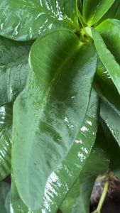 ติดใบ (โปร5ขวด) สารจับใบคุณภาพสูง สารเพิ่มประสิทธิภาพการดูดซึม ติดใบ ติดทน ติดนาน ติดใจ (ขนาด 1 ลิตร)