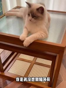 MAOGUANJIA | Bubble Producing Cat Toy for Interaction and Mood Soothing