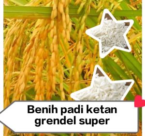 BENIH PADI PUTIH GRENDEL 1 KG SUPER UNGGUL