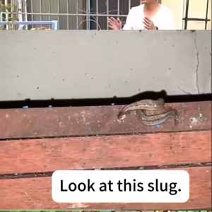 Snail medicine 80% tetrahydroformaldehyde aldehyde kills slugs slugs slugs screws snails vegeta hot.sell