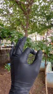 Sarung Tangan Deling Hitam & Sarung Tangan Nitrile Tanpa Bedak Shamrock Latex