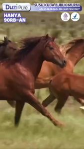 Duzi Pure Susu Kuda Liar Lombok Susu Bubuk Murni Atasi Masalah Sendi Tulang Stroke Horse Milk Asli