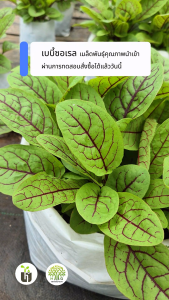 Red Vein Sorrel seeds | เมล็ดซอร์เรล 10g (ประมาณ 10000เมล็ด)