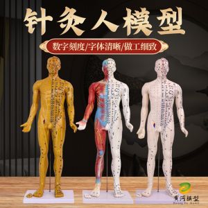Acupuncture Teaching Model Half Leather Half Muscle Anatomy 60cm Human Acupoint Massage Model for Men And Women Traditional Chinese Medicine