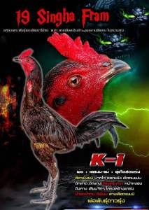 ไข่เชื้อไก่ชน ลูกชาย K-man ชุด 5 ฟอง ส่งด่วนทั่วประเทศ ฟักออกจริง ประกันเชื้อเดิน100%