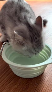 แมว ชามซิลิโคน ซิลิโคนพับได้ชามอาหารสุนัข ชามสัตว์เลี้ยงพับได้ พกพาง่ายสะดวก ใส่น้ำใส่อาหารน้องหมา-แมว