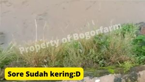 cairan PEMBASMI RUMPUT DAN GULMA 5 liter
