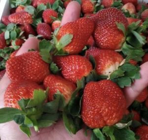 Strawberry 1 Kg