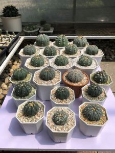 แคคตัสแอสโตรไฟตัม แอสทีเรียส (Astrophytum Asterias) หัวกลมใหญ่ หลากหลายชนิด หลายสไตล์ กว้าง 3-7 cm