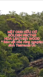 Mật ong hữu cơ Golden Nectar leatherwood - Úc - 2 Chai là 1000g Ngon hiếm và tốt nhất trên thế giới
