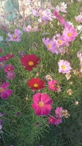 ซื้อ 5 ซองฟรี 1 ซอง เมล็ดคอสมอสคละสี 100 เมล็ด คอสมอส ดาวกระจายฝรั่ง เมล็ดดอกไม้ ปลูกต่อได้