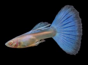 Sky Blue Guppy | 1 set normal & ribbon pair