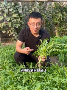 ARUGULA SEEDS (400 seeds) - Rocket Arugula